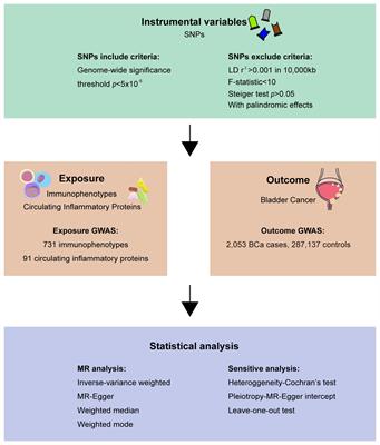 Understanding bladder cancer risk: Mendelian randomization analysis of immune cell and <mark class="highlighted">inflammatory factor</mark> influence